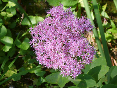 꿩의비름 사진 - Hylotelephium erythrostictum (Miq.) H.Ohba Photos