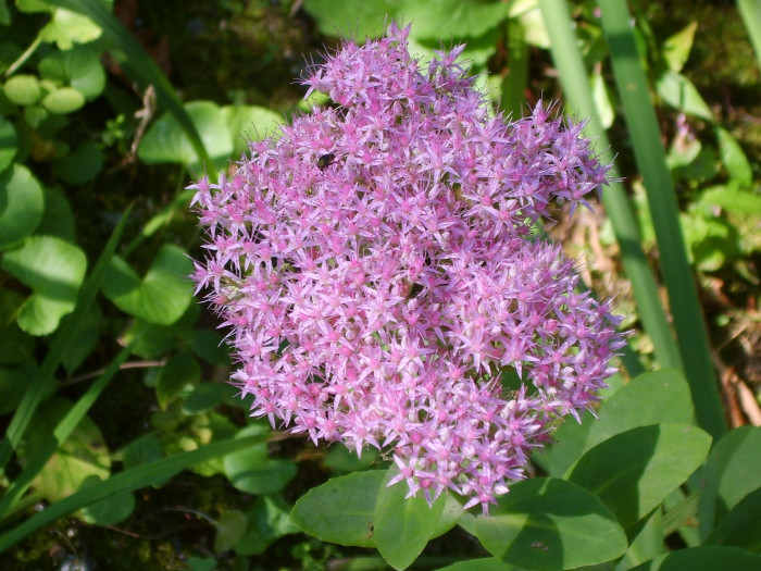 꿩의비름 - bryophyllum, Hylotelephium erythrostictum (Miq.) H.Ohba