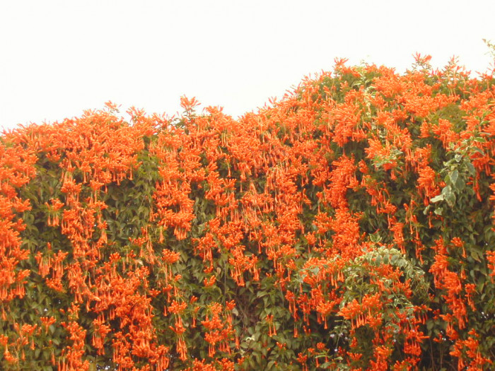 파장화 - Flame vine, Orange trumpet creeper, Pyrostegia venusta