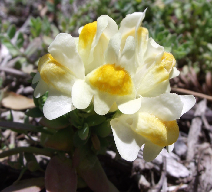 해란초 - Linaria japonica Miq.
