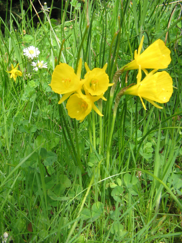 수선화 - daffodil, Narcissus tazetta var. chinensis