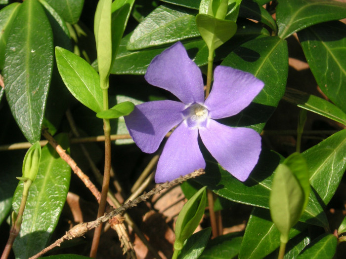 일일초 - Madagacar periwinkle, Catharanthus roseus G. Don (Vinca rosea L.)