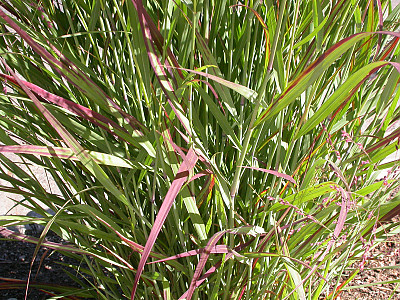 큰개기장 사진 - Panicum virgatum L. Photos