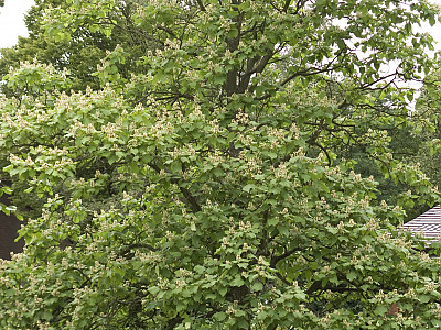 개오동 사진 - Catalpa ovata G.Don Photos