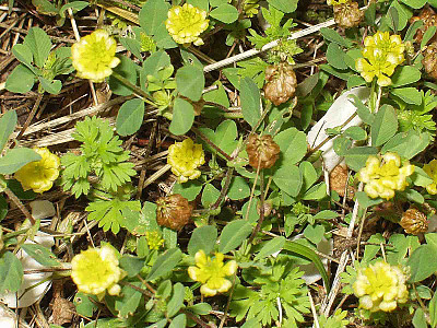 노랑토끼풀 사진 - Trifolium campestre Schreb. Photos
