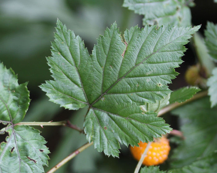 단풍딸기 - Rubus palmatus Thunb.