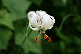 흰솔나리 - Lilium cernuum var.candidum