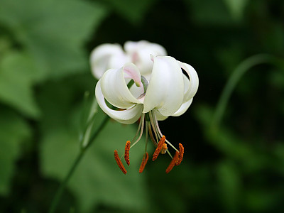 흰솔나리 사진 - Lilium cernuum var.candidum Photos