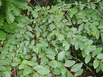 광대싸리 사진 - Securinega suffruticosa (Pall.) Rehder Photos