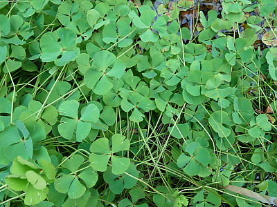 네가래 사진 - Marsilea quadrifolia L. Photos