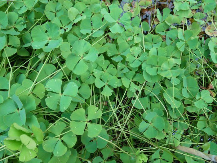 네가래 - Colony of Marsilea quadrifolia, Marsilea quadrifolia L.