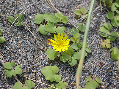 갯씀바귀 사진 - Ixeris repens (L.) A.Gray Photos