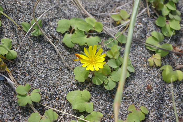 갯씀바귀 - Ixeris repens (L.) A.Gray