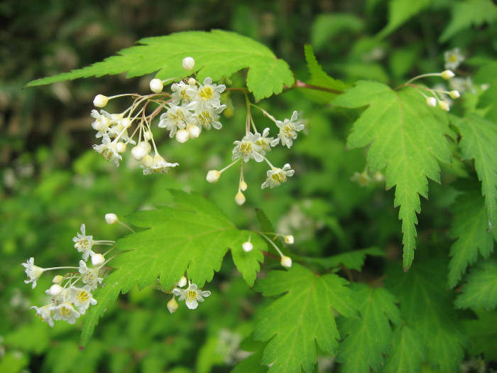 나비국수나무 - Quadrifid-leaf laceshrub, Stephanandra incisa var. quadrifissa (Nakai) T.B.Lee