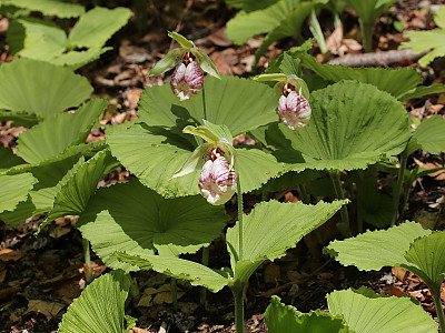 광릉요강꽃 사진 - Cypripedium japonicum Photos