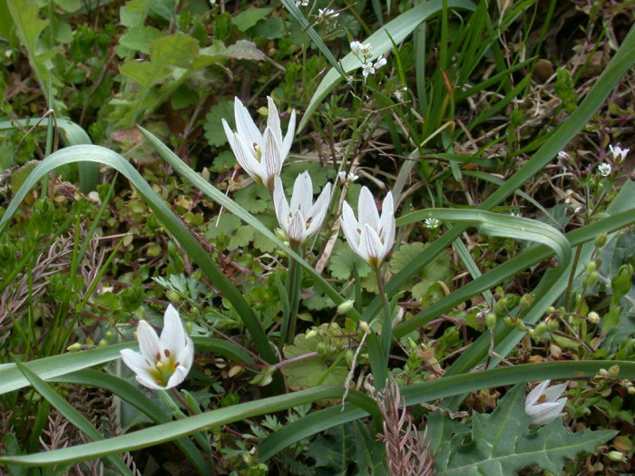 산자고 - Amana edulis