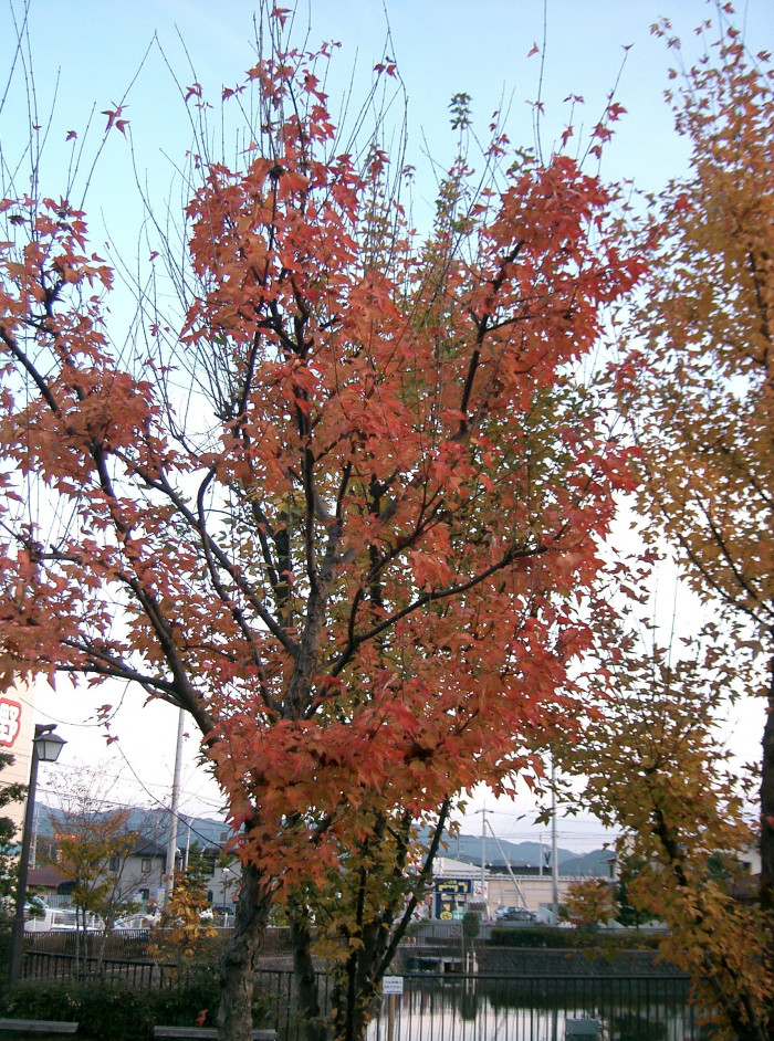 중국단풍 - Acer buergerianum Miq.