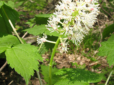 노루삼 사진 - Actaea asiatica H.Hara Photos