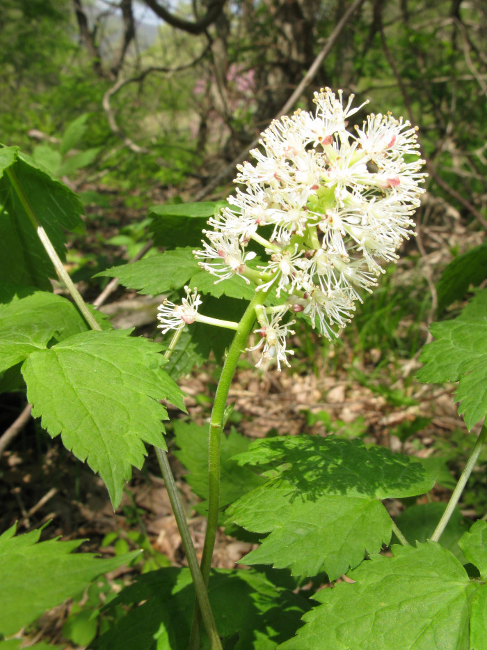 노루삼 - Actaea asiatica H.Hara