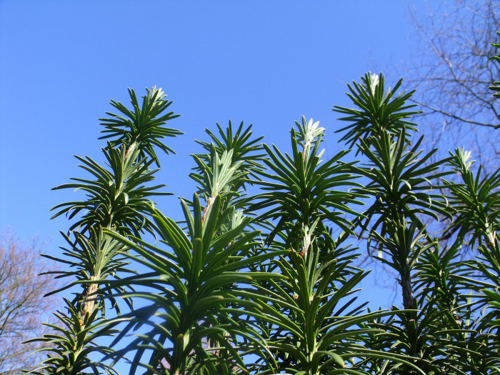눈개비자나무 - Cephalotaxus harringtonia var. nana (Nakai) Rehder