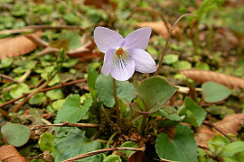 낚시제비꽃 - Viola grypoceras A.Gray