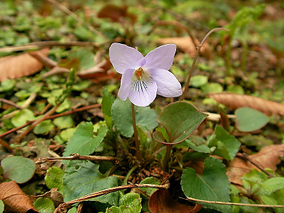 낚시제비꽃 사진 - Viola grypoceras A.Gray Photos