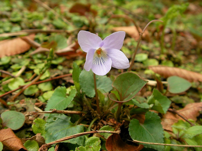 낚시제비꽃 - Viola grypoceras A.Gray