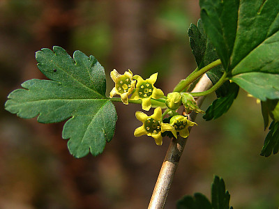 까마귀밥나무 사진 - Ribes fasciculatum var. chinense Maxim. Photos