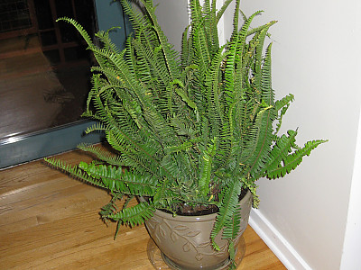 킴벌리 퀸 고사리 사진 - Nephrolepis obliterata Photos
