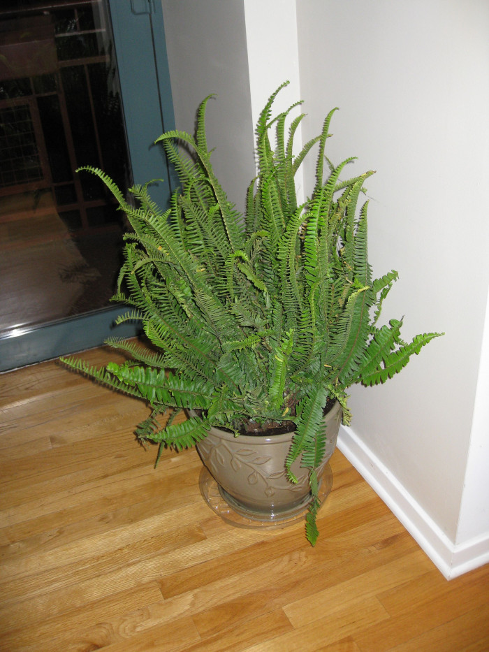 킴벌리 퀸 고사리 - Kimberly queen fern, Nephrolepis obliterata