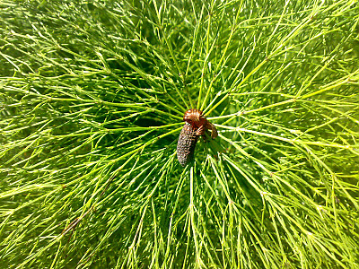 능수쇠뜨기 사진 - Equisetum sylvaticum L. Photos