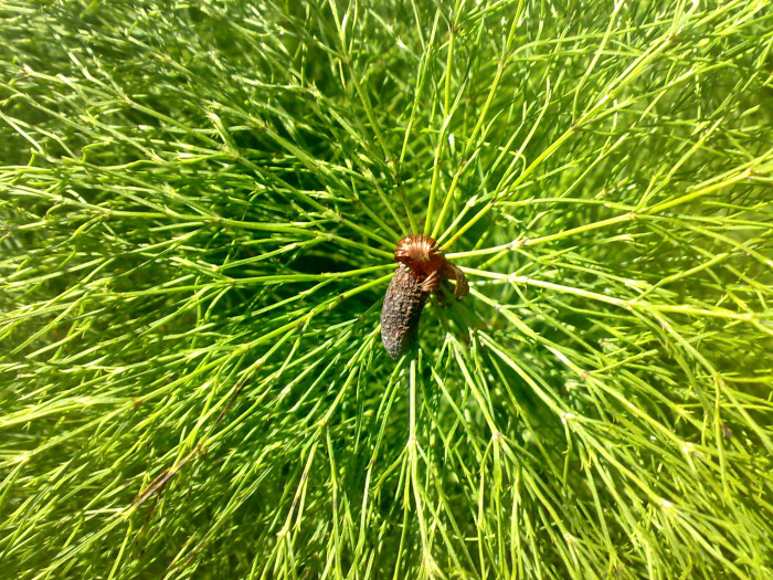 능수쇠뜨기 - Equisetum sylvaticum L.