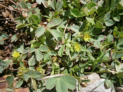 너도양지꽃 사진 - Sibbaldia procumbens L. Photos