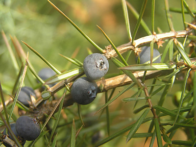 노간주나무 사진 - Juniperus rigida Siebold & Zucc. Photos