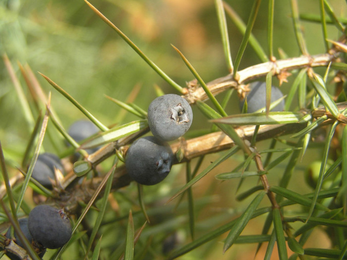 노간주나무 - Juniperus rigida Siebold & Zucc.