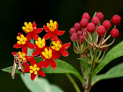 금관화 사진 - Asclepias curassavica Photos
