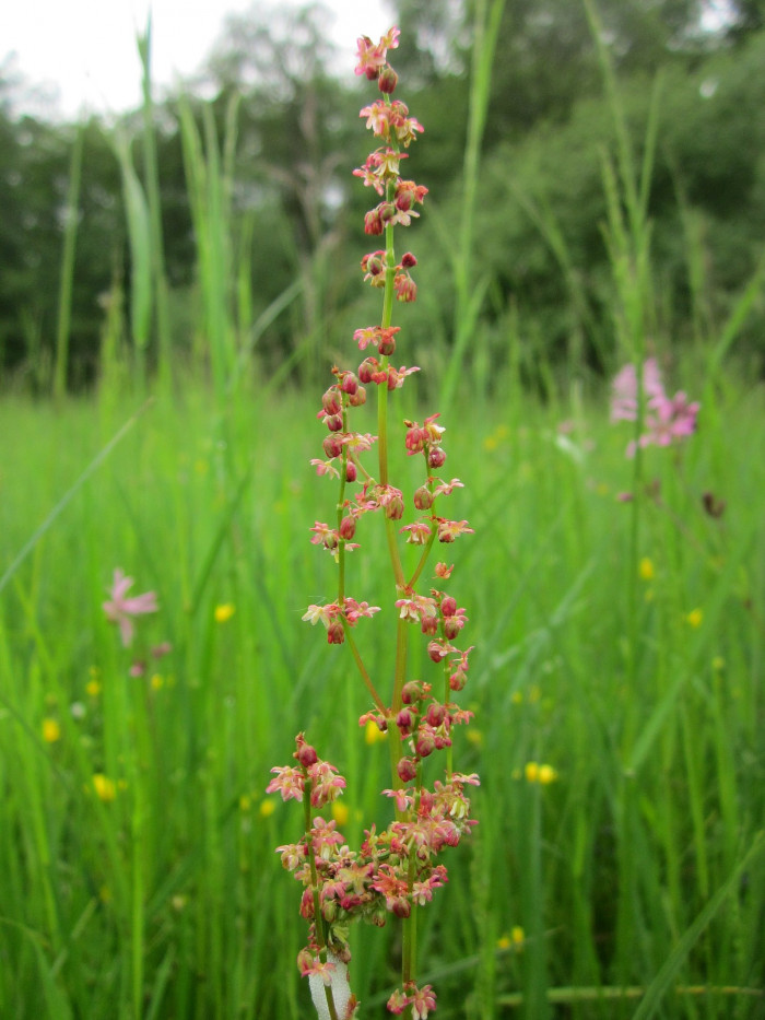 애기수영 - Rumex acetosella L.
