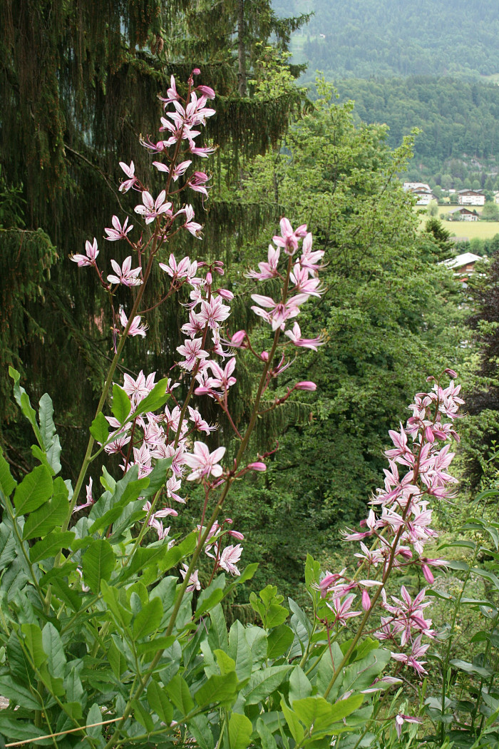 백선 - fraxinella, Dictamnus dasycarpus Turcz.
