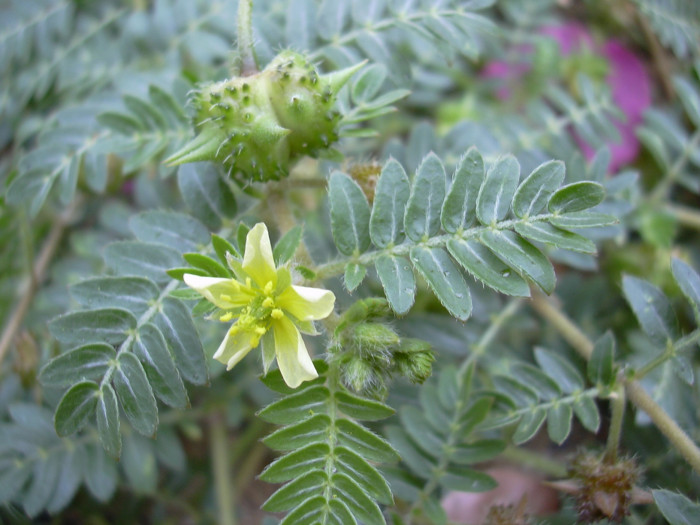 남가새 - Tribulus terrestris L.