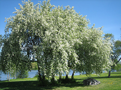 귀룽나무 사진 - Prunus padus L. for. padus Photos