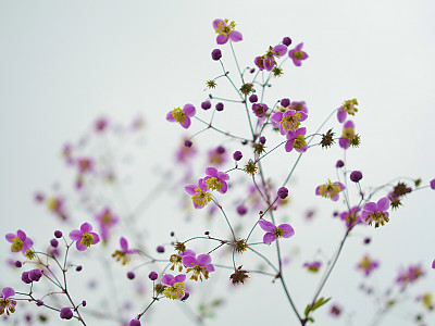 금꿩의다리 사진 - Thalictrum rochebrunianum Photos