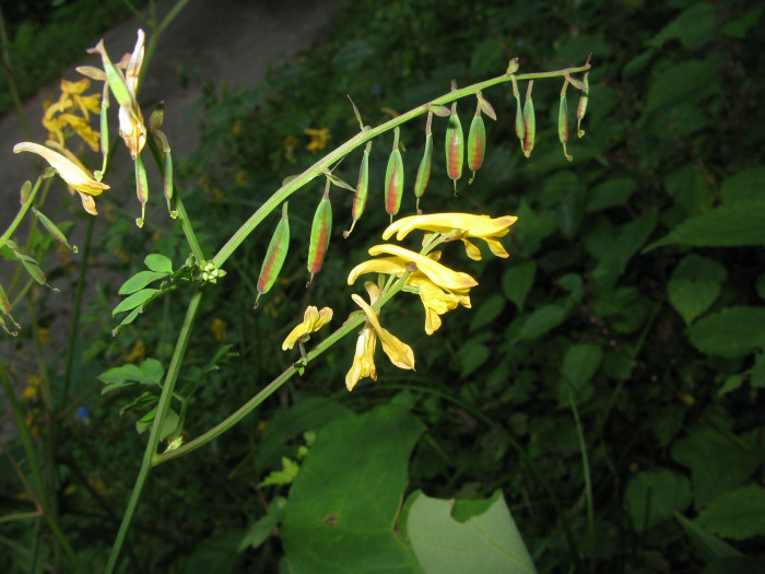 가는괴불주머니 - Corydalis raddeana Regel