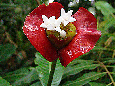 키스꽃 사진 - Psychotria Elata Photos