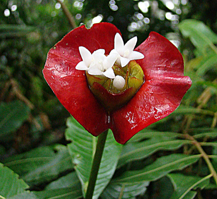 키스꽃 - Sexy Red Lip Flower, Psychotria Elata
