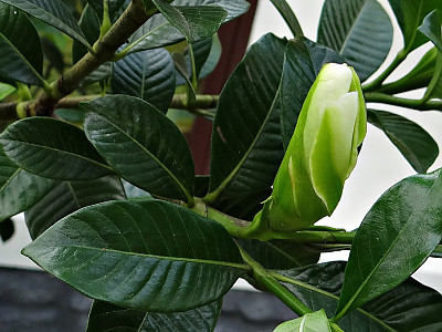 꽃치자 사진 - Gardenia jasminoides var. radicans (Thunb.) Makino Photos