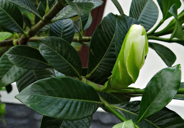 꽃치자 - Gardenia jasminoides var. radicans (Thunb.) Makino