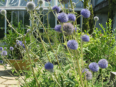 절굿대 사진 - Echinops setifer Iljin Photos