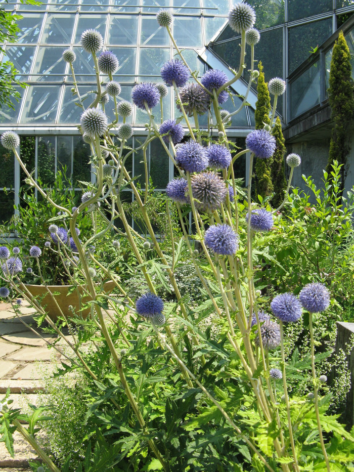 절굿대 - Echinops ritro, Echinops setifer Iljin
