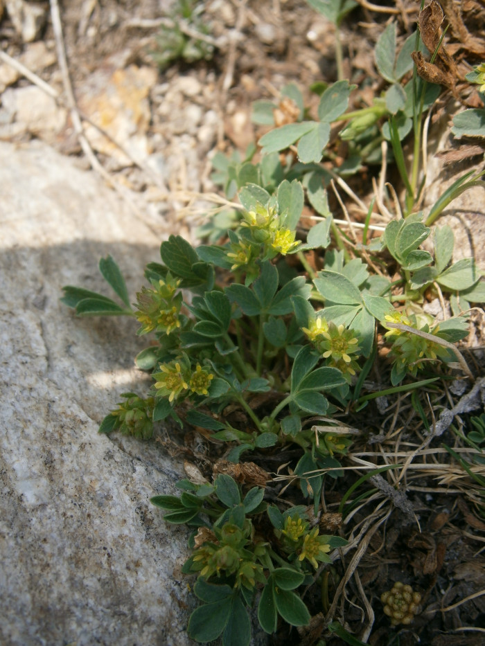 너도양지꽃 - Sibbaldia procumbens L.