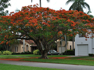봉황목 사진 - Delonix regia Photos